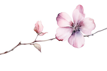 Wall Mural - PNG Flower blossom petal plant.