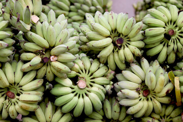 A lots of green cultivated bananas on floor after the harvest. Fresh sweet sugar bananas from agriculture farm are taken to the market for sale. Pisang Awak banana