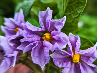 Capture the delicate beauty of potato flowers up close