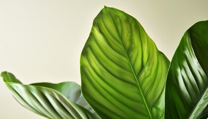 Poster - vibrant green plant with large glossy leaves fills frame against pale background leaves exhibit intricate patterns of veins spots reflecting light creating textured appearance healthy