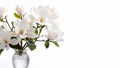 Poster - beautiful white magnolia flowers in vase on white background generative ai