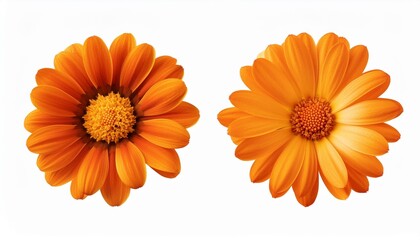 Sticker - cut out flower on isolated background with clipping path