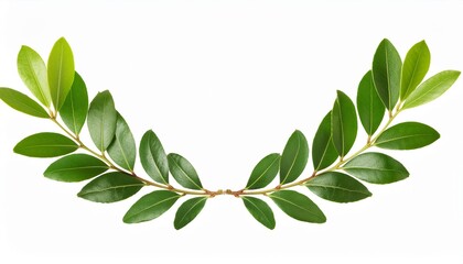 Wall Mural - laurel crown twig isolated on transparent background