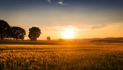 Canvas Print - sunset over the field the sun touches the trees on the horizon