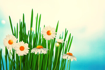 Wall Mural - chamomile. white bright daisy flowers on a background of the summer landscape.