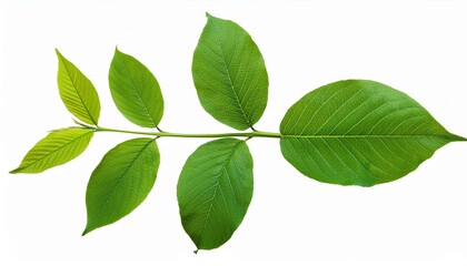 Wall Mural - botany green leaves branches isolated on white background png