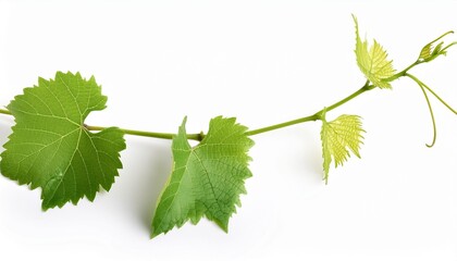 Wall Mural - vine plant branch with green leaves isolated on white background