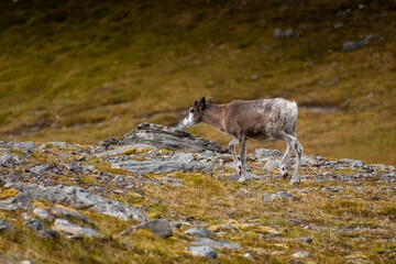 wild reindeer in the tundra of knivskjellodden, norway