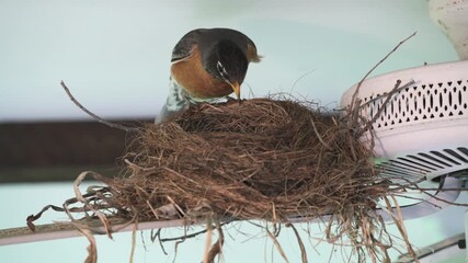 Wall Mural - American Robin sitting in on nest to keep eggs warm.