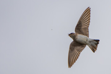 Wall Mural - Northern Rough-Winged Swallow in Flight on a Sunny Day