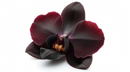Wall Mural - one single black orchid flower on white background