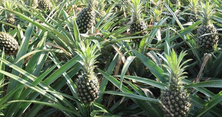 Canvas Print - Pineapple grow on tree in garden