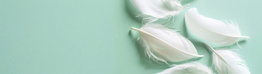 Canvas Print - A row of white feathers on a green background. The feathers are arranged in a way that they look like they are floating in the air. The image has a serene and peaceful mood