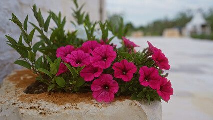 Wall Mural - A blooming petunia plant sits in a rustic stone planter outdoors in puglia, italy, highlighting the vibrant pink flowers and lush green leaves on a sunny day.