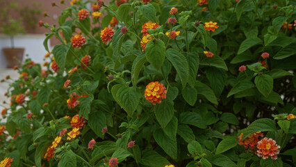 Wall Mural - Vivid lantana camara flowers bloom outdoors in a lush garden in puglia, showcasing vibrant colors and natural beauty in the southern italian landscape.