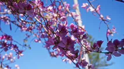 Wall Mural - Pink flowers of judas tree cercis siliquastrum blooming against a bright blue sky in puglia, italy, showcasing the beauty of nature during springtime with vibrant, delicate blossoms.