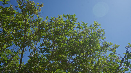 Wall Mural - Lush carob tree branches stretch towards a clear blue sky in puglia, italy with verdant green leaves glistening in the sunlight, creating a serene outdoor atmosphere.