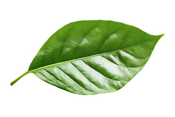 green leaf isolated on a transparent png