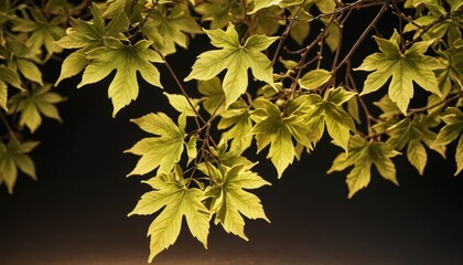 Wall Mural - Green Maple Leaves Against Dark Background.