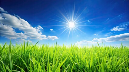 Wall Mural - Vibrant green grass under a clear blue sky on a sunny day, nature, outdoors, landscape, grass, sky, blue, green, vibrant, sunny