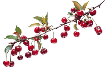 Wall Mural - Cherry tree branch full of ripe cherries, isolated on white background.