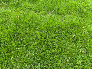 Poster - green grass background, flora and nature