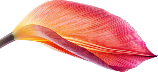 Poster - pink flower petal