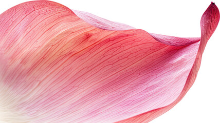 Wall Mural - Pink flower petal