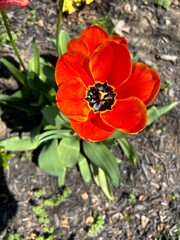 red and yellow tulip