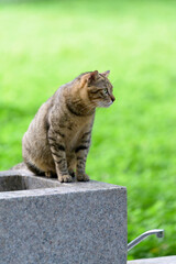 Wall Mural - Outdoors, cat sitting on washbasin