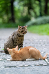 Poster - In the park, two cats are playing.