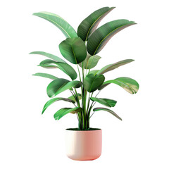 Isolated tropical plant with clipping paths