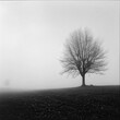 © Jeannaa - A solitary tree stands tall in a misty landscape, evoking a sense of tranquility and solitude in monochrome hues.