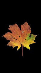 Wall Mural - Time lapse of drying Maple leaf, vertical orientation