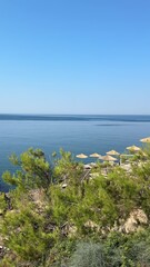 Canvas Print - Blue sea and beach among pine trees at summer, vertical video