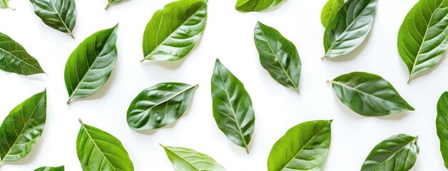 Poster - Vibrant Green Leaves Pattern on White Backdrop