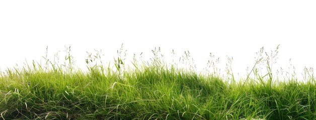 Wall Mural - Lush Green Grass Border with White Background