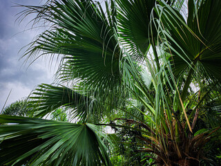 Beautiful of green tropical leaves