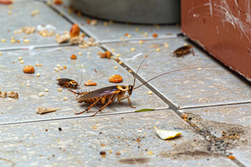 Cockroaches crawling on a kitchen floor littered with food crumbs and debris. This image underscores the importance of maintaining cleanliness and implementing pest control measures in the kitchen.