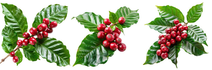 Wall Mural - Set of ripe coffee beans on a lush green tree branch with vibrant leaves, isolated on a transparent background