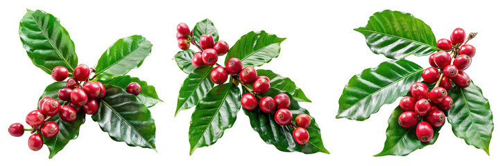 Wall Mural - Set of ripe coffee beans on a lush green tree branch with vibrant leaves, isolated on a transparent background