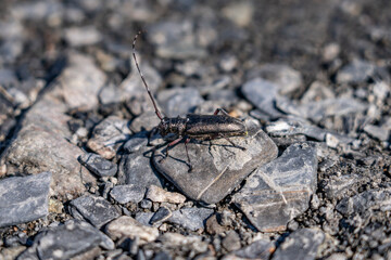 Wall Mural - Monochamus scutellatus, commonly known as the white-spotted sawyer or spruce sawyer or spruce bug or a hair-eater, , Savage River canyon, Denali National Park & Preserve, Alaska 
