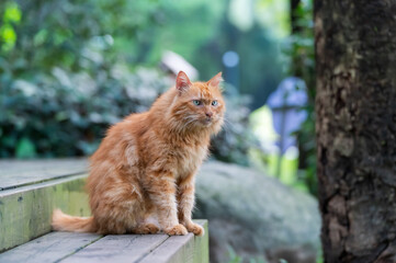 Canvas Print - Outdoors, cat sitting on the ground