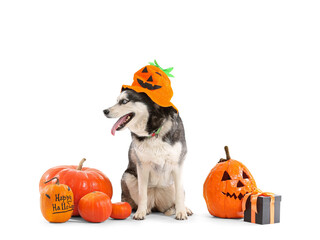 Canvas Print - Cute husky dog in funny hat with pumpkins and gift box isolated on white background. Halloween celebration