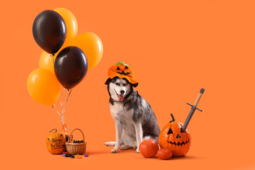 Sticker - Cute husky dog with gift box, balloons, pumpkins and bucket of candies on orange background. Halloween celebration