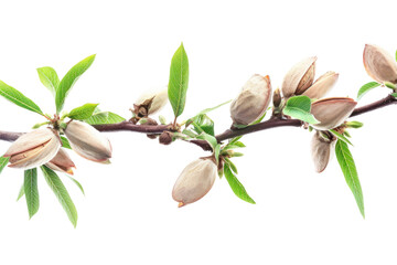 Almond tree branch full of ripe almonds, green juicy shells, isolated on white background.