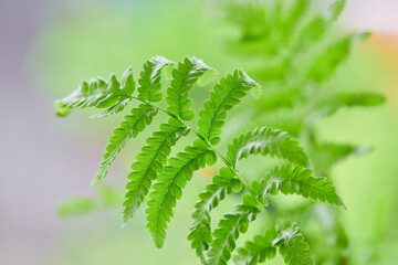 Wall Mural - Fern leaves grow up in forest