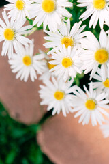 Wall Mural - Close-up of blooming white daisies with yellow centers, over sid