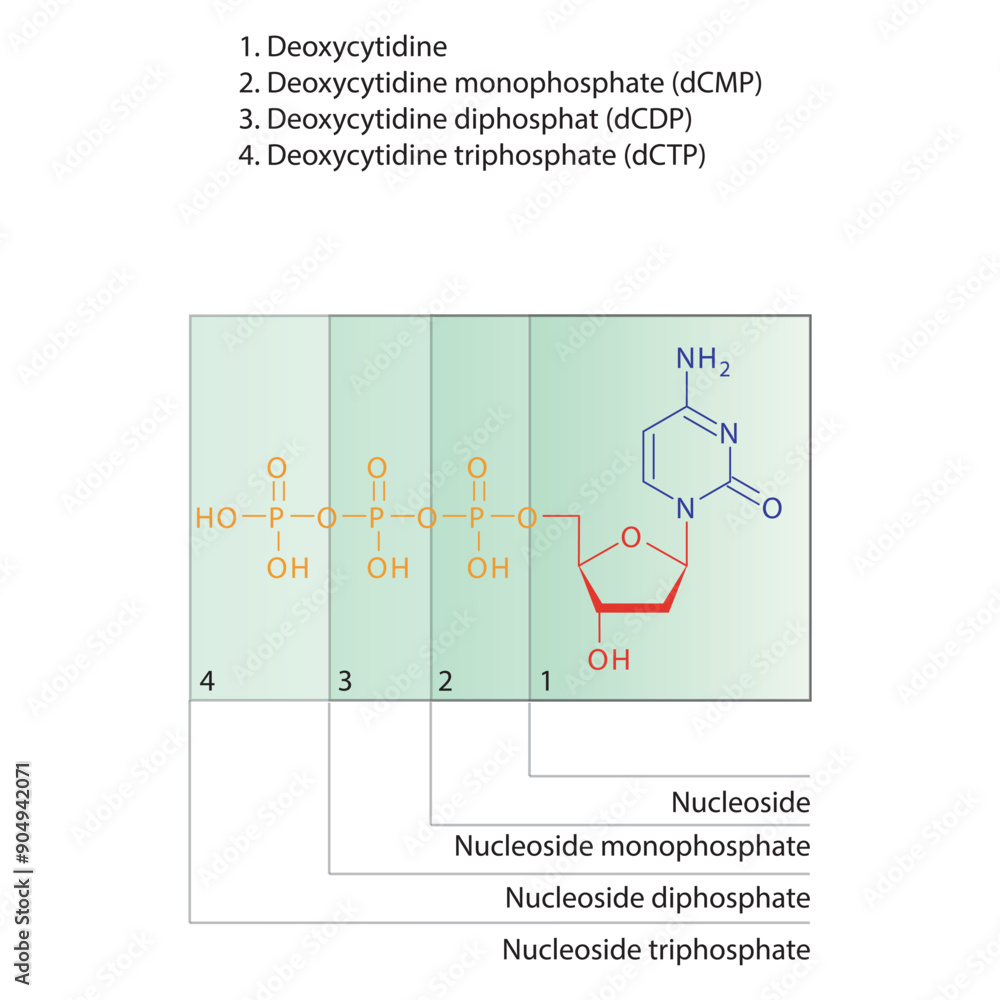 Diagram of nucleoside - Deoxycytidine mono, di and trip phosphate ...