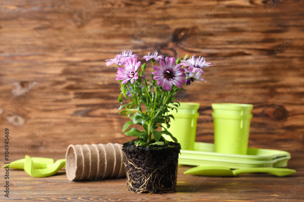 Planting flowers with gardening tools on table against wooden background
